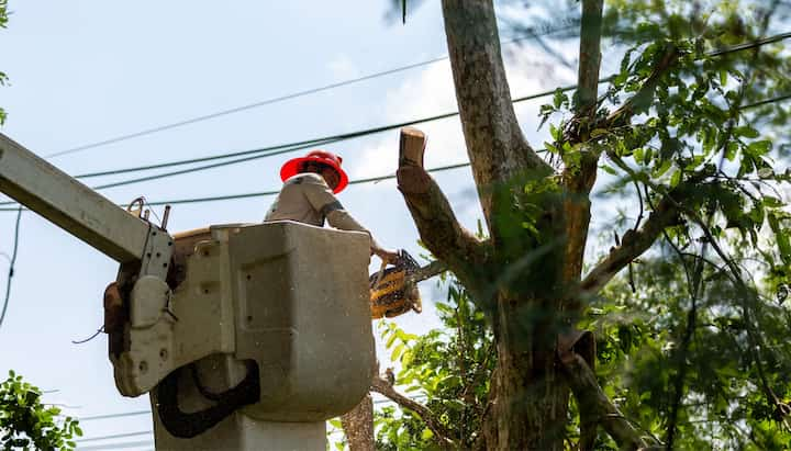 A professional chopping down a tree with a saw in Covington, GA.