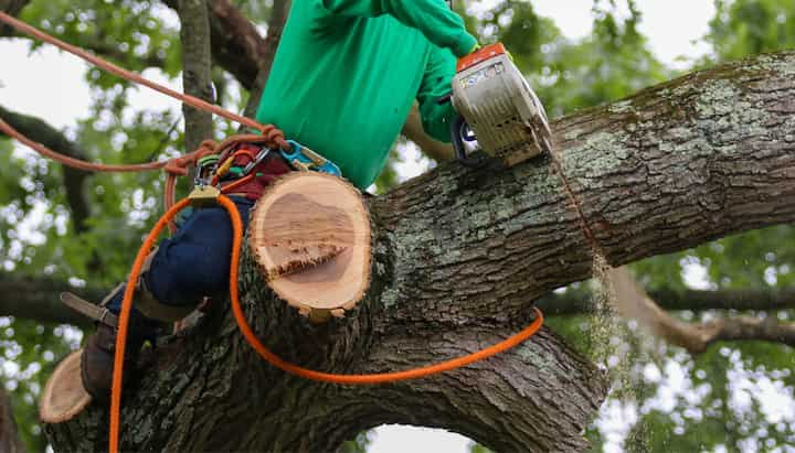 A tree being trimmed in Covington, GA.