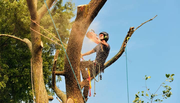 A tree trimming expert chopping down a tree in Covington, GA.