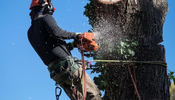 A tree trimming expert chopping a tree in Covington, GA.